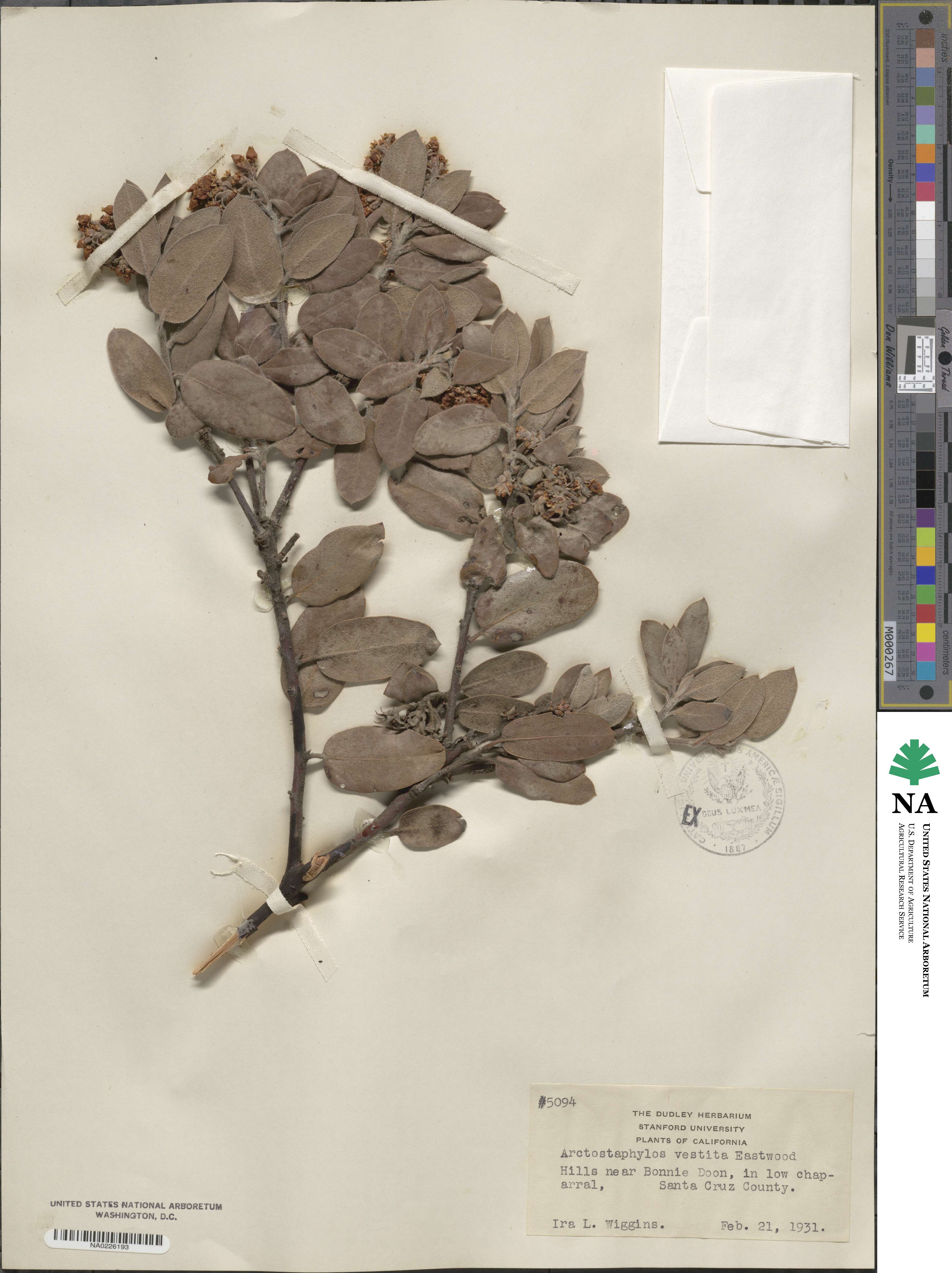 Arctostaphylos glandulosa subsp. glandulosa image