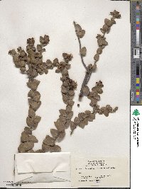 Arctostaphylos viridissima image