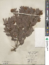 Arctostaphylos virgata image