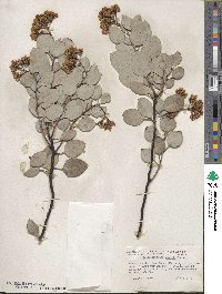 Arctostaphylos viscida image