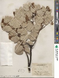 Arctostaphylos viscida image