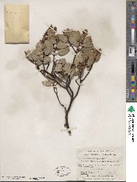 Arctostaphylos viscida image