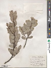 Arctostaphylos viscida image