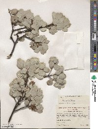 Arctostaphylos viscida image