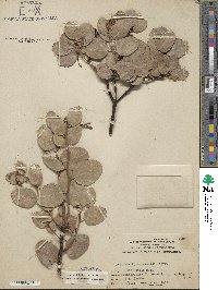 Arctostaphylos viscida image