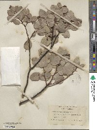 Arctostaphylos viscida image