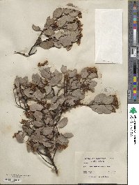 Arctostaphylos viscida image