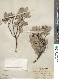 Arctostaphylos viscida image