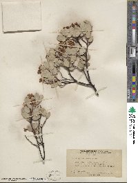 Arctostaphylos viscida image