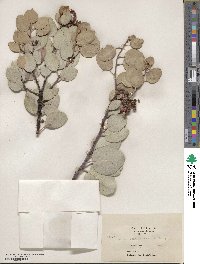 Arctostaphylos viscida image