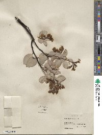 Arctostaphylos viscida image