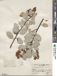 Arctostaphylos viscida image