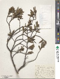 Arctostaphylos polifolia image