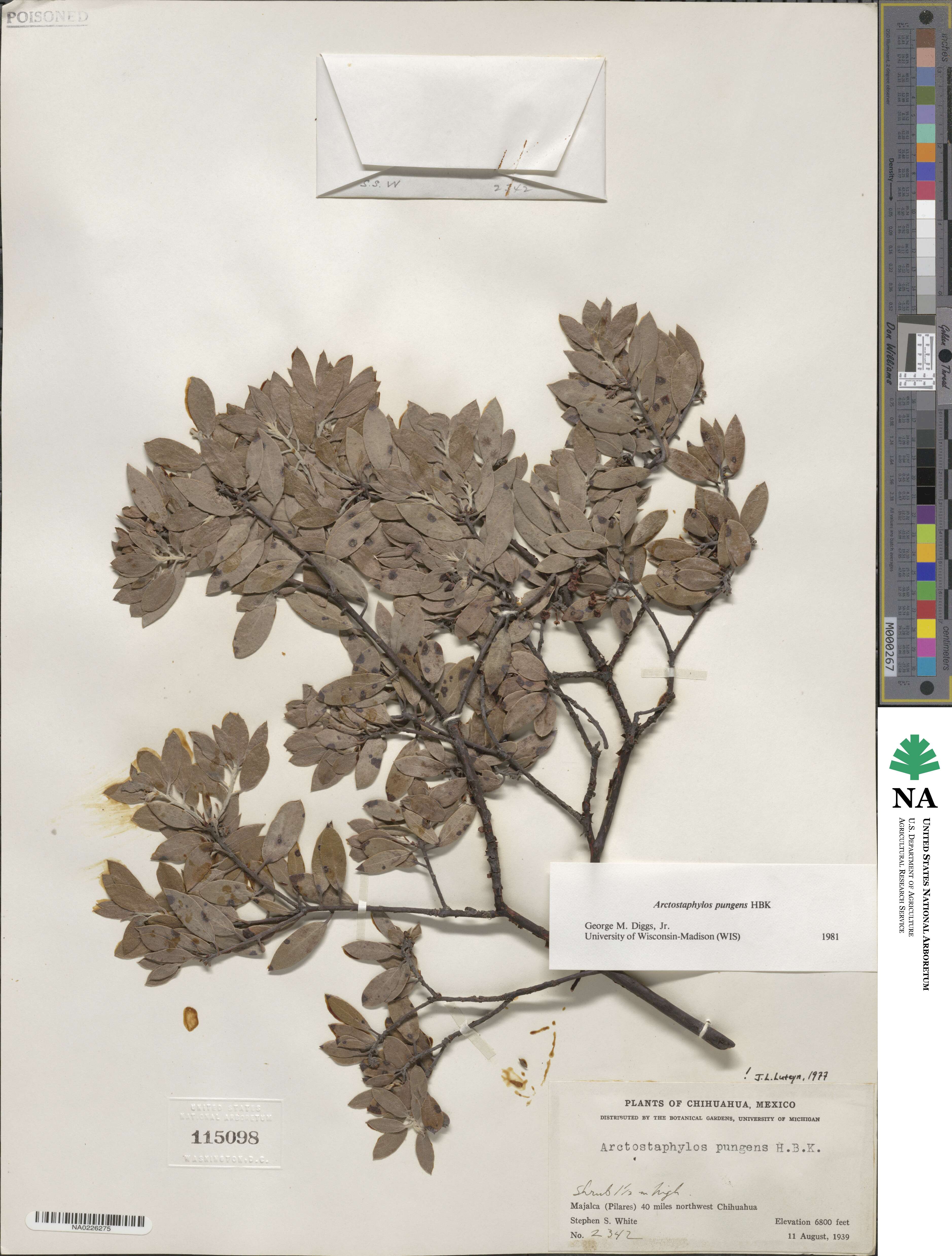 Arctostaphylos pungens image