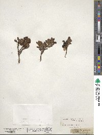 Arctostaphylos uva-ursi image