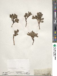 Arctostaphylos uva-ursi image