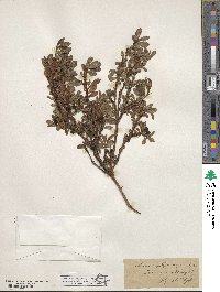 Arctostaphylos uva-ursi image