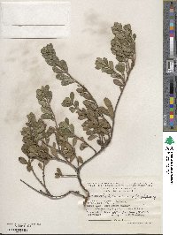 Arctostaphylos uva-ursi image