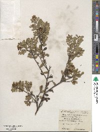 Arctostaphylos uva-ursi image