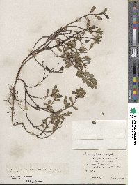 Arctostaphylos uva-ursi image