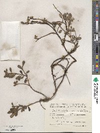 Arctostaphylos uva-ursi image