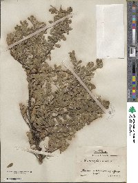 Arctostaphylos uva-ursi image