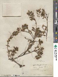 Arctostaphylos uva-ursi image