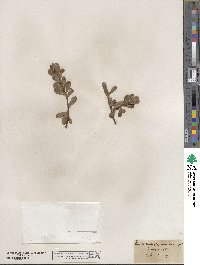 Arctostaphylos uva-ursi image