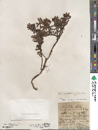 Arctostaphylos uva-ursi image