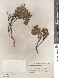 Arctostaphylos uva-ursi image