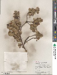 Arctostaphylos uva-ursi image