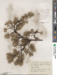 Arctostaphylos uva-ursi image