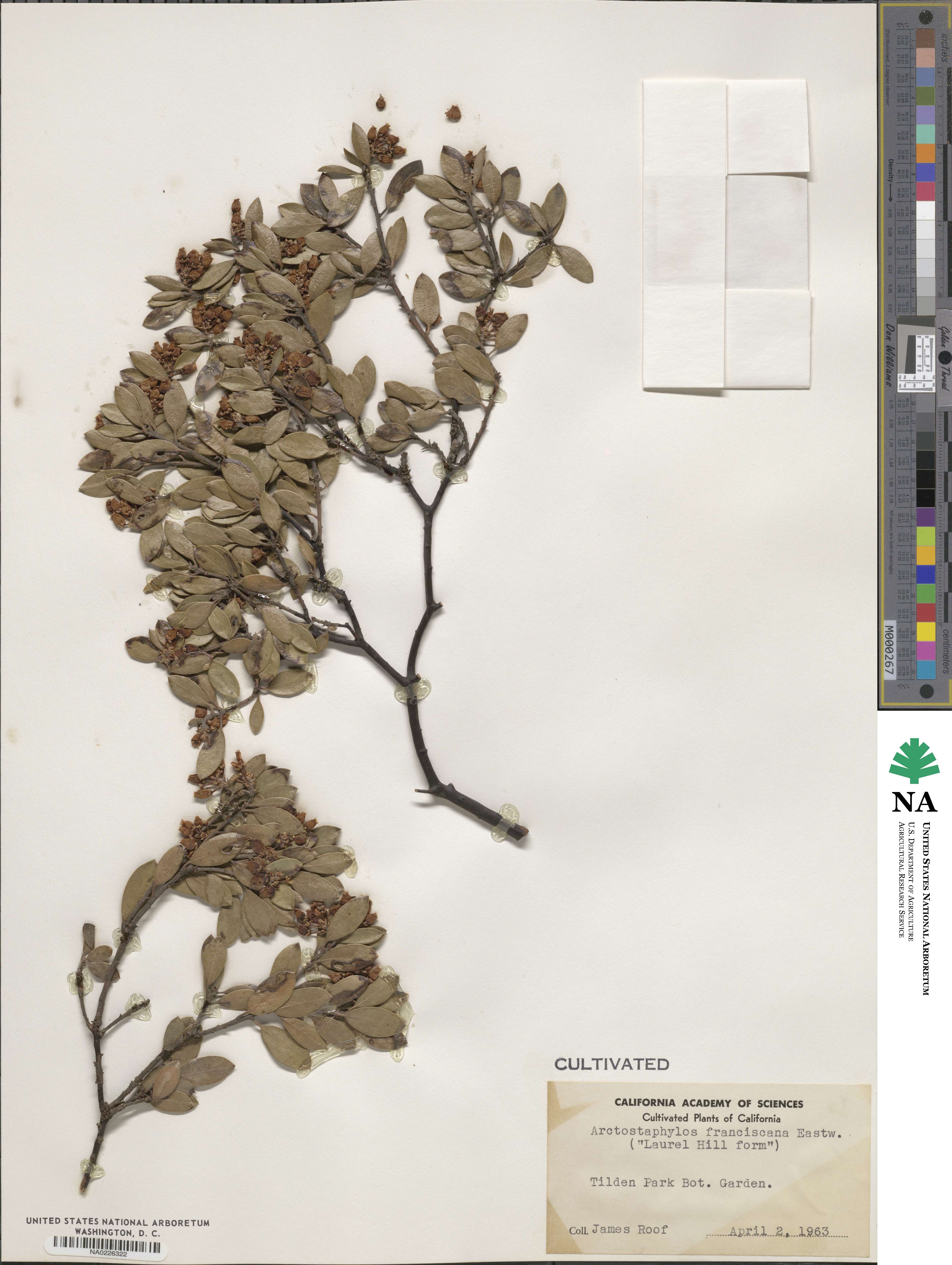 Arctostaphylos hookeri subsp. franciscana image