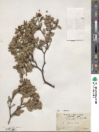 Arctostaphylos hookeri image