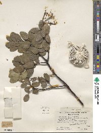 Arctostaphylos insularis image