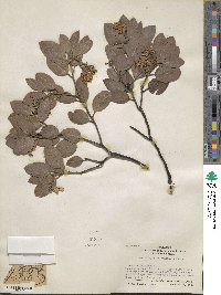 Arctostaphylos manzanita image