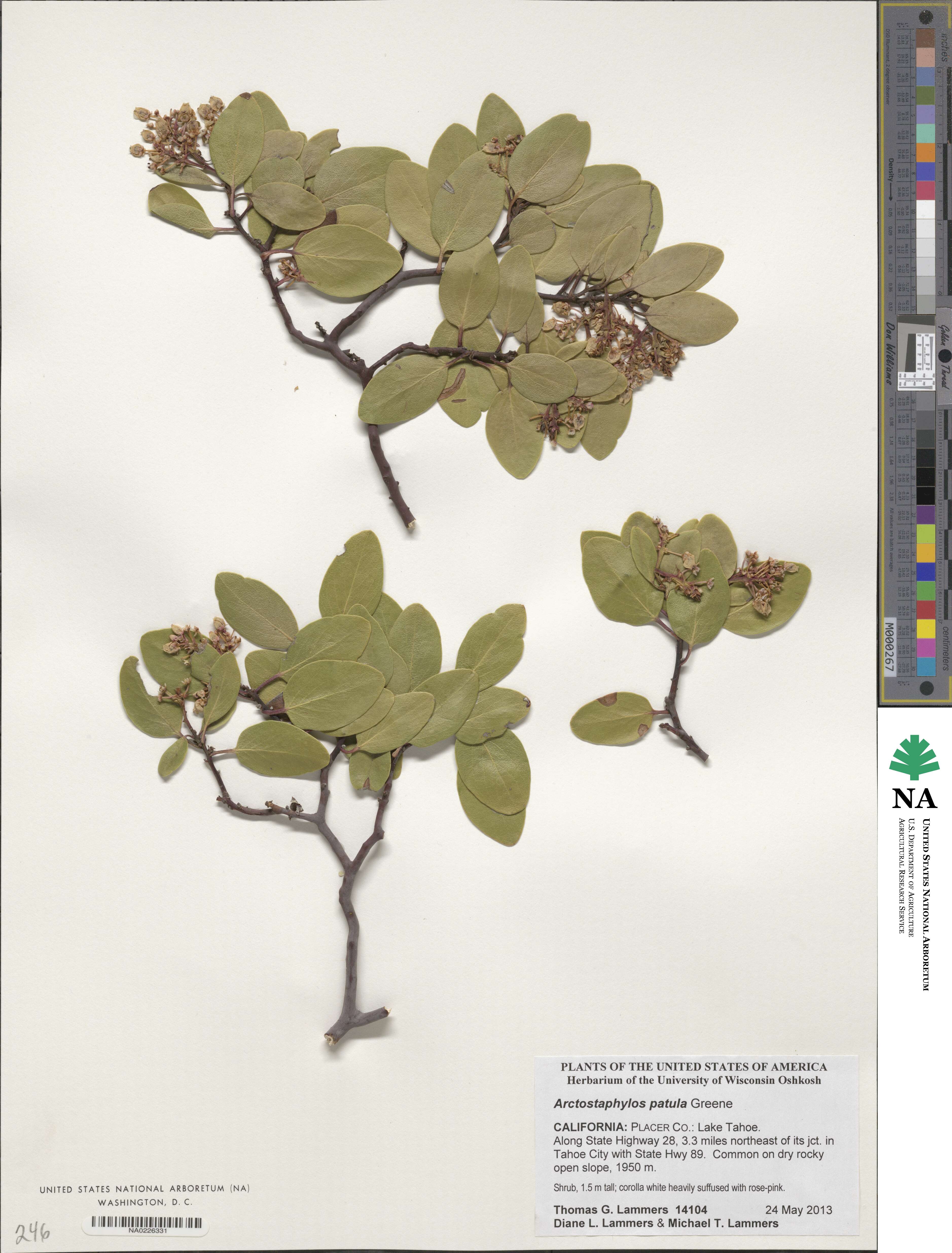 Arctostaphylos patula image