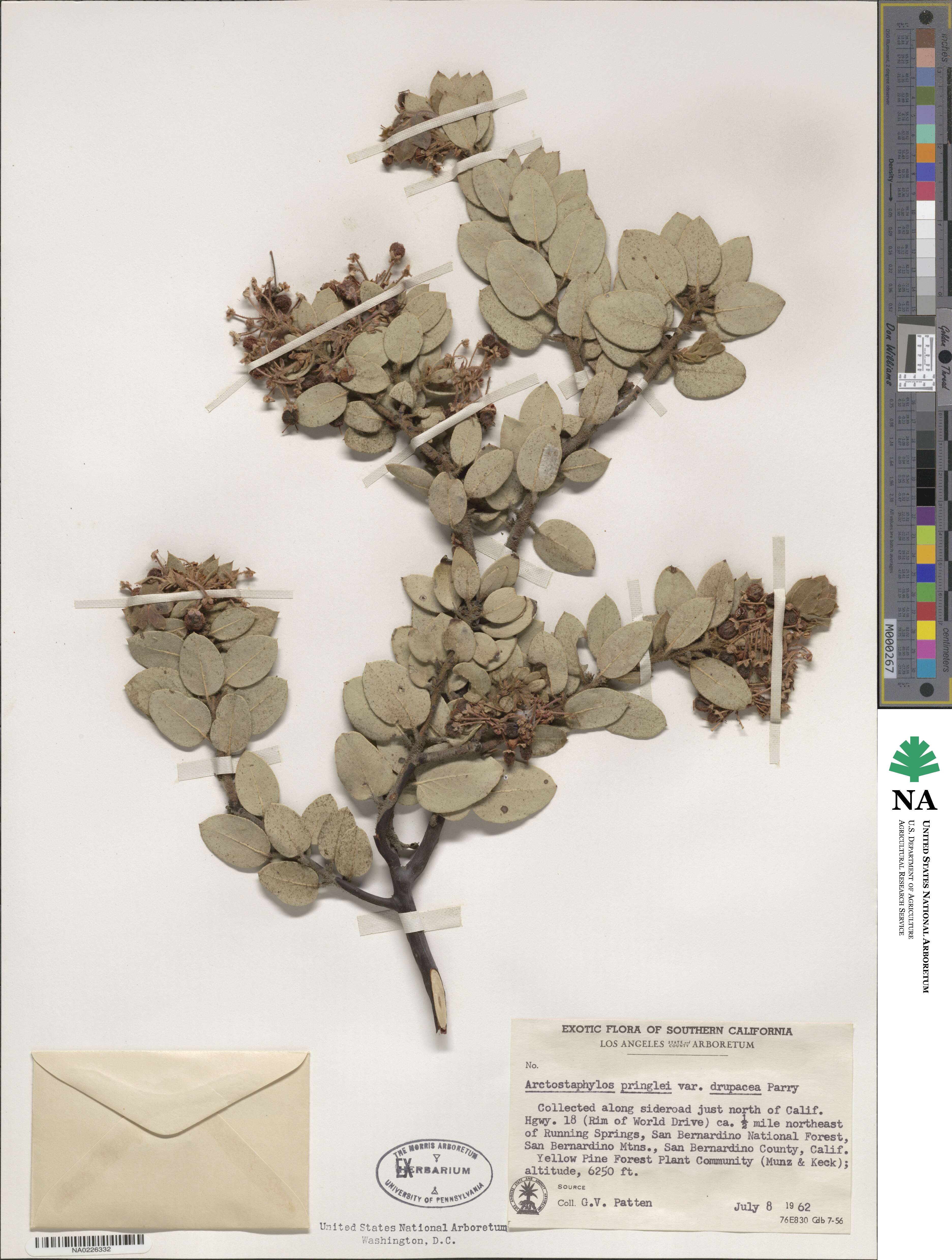 Arctostaphylos pringlei subsp. drupacea image