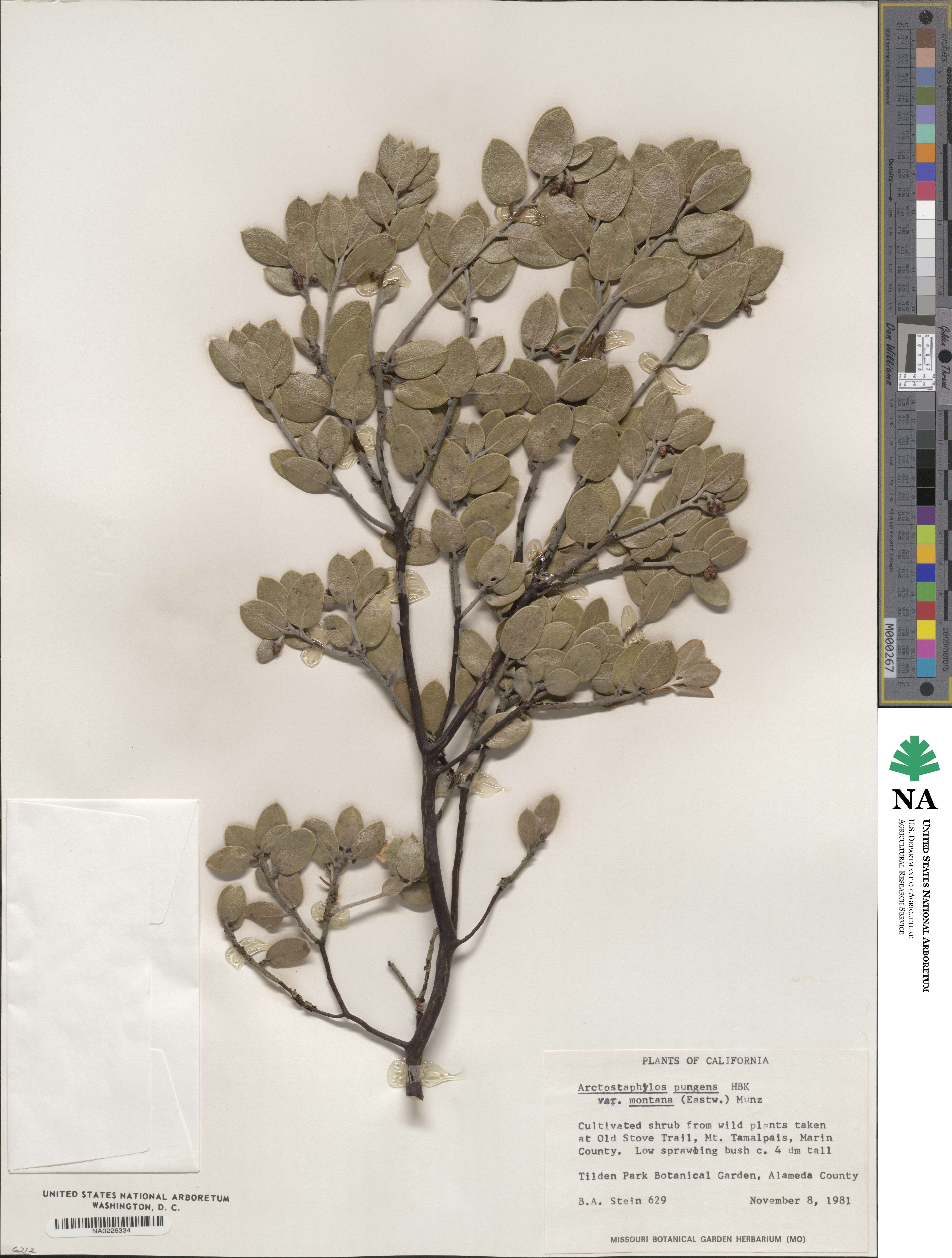 Arctostaphylos hookeri subsp. montana image