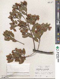 Arctostaphylos stanfordiana image