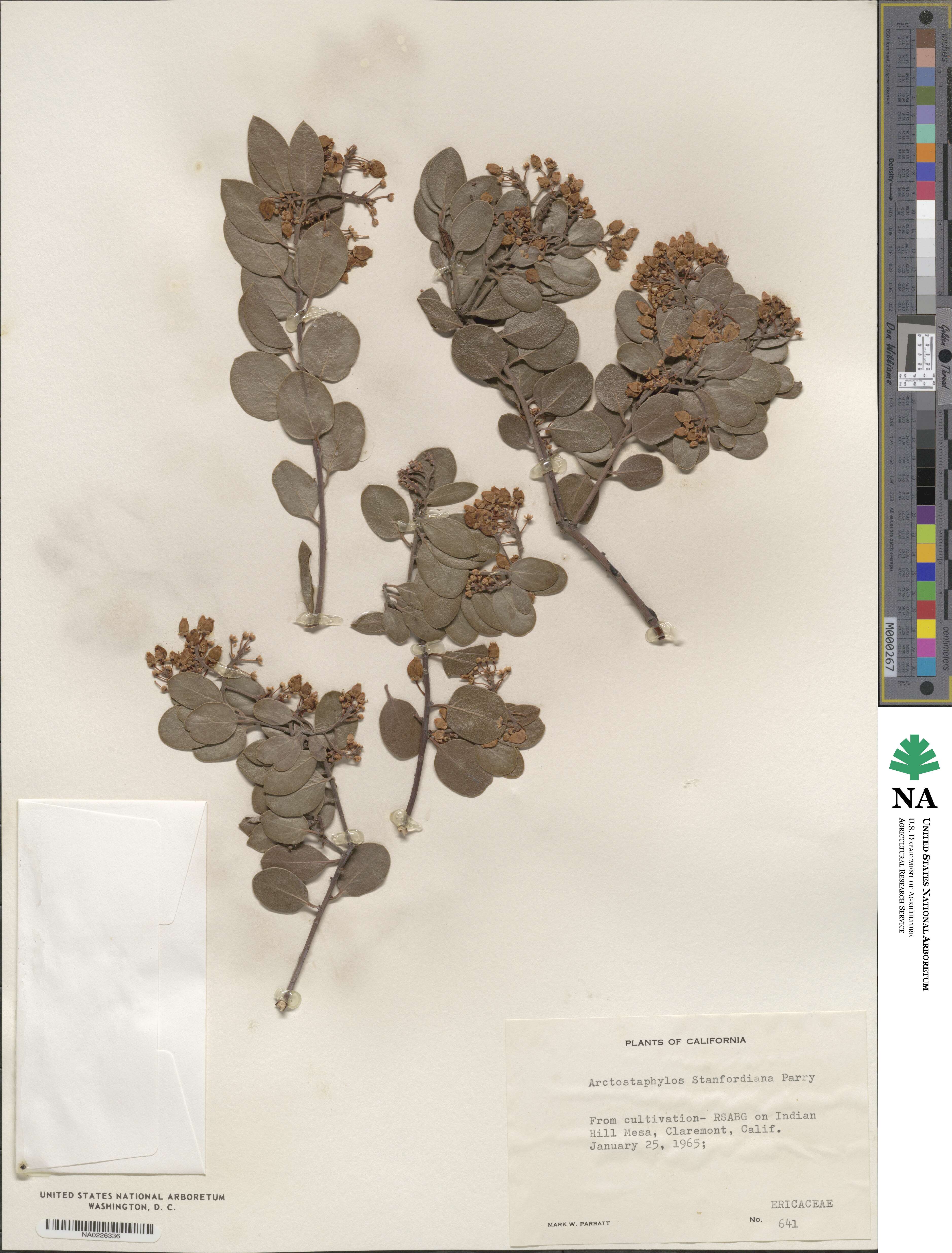 Arctostaphylos stanfordiana image