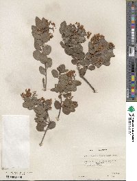 Arctostaphylos stanfordiana image