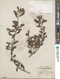 Arctostaphylos uva-ursi image