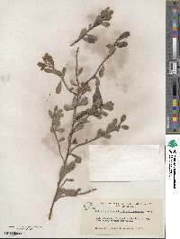 Arctostaphylos uva-ursi image