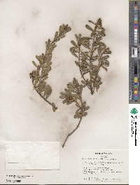 Arctostaphylos uva-ursi image