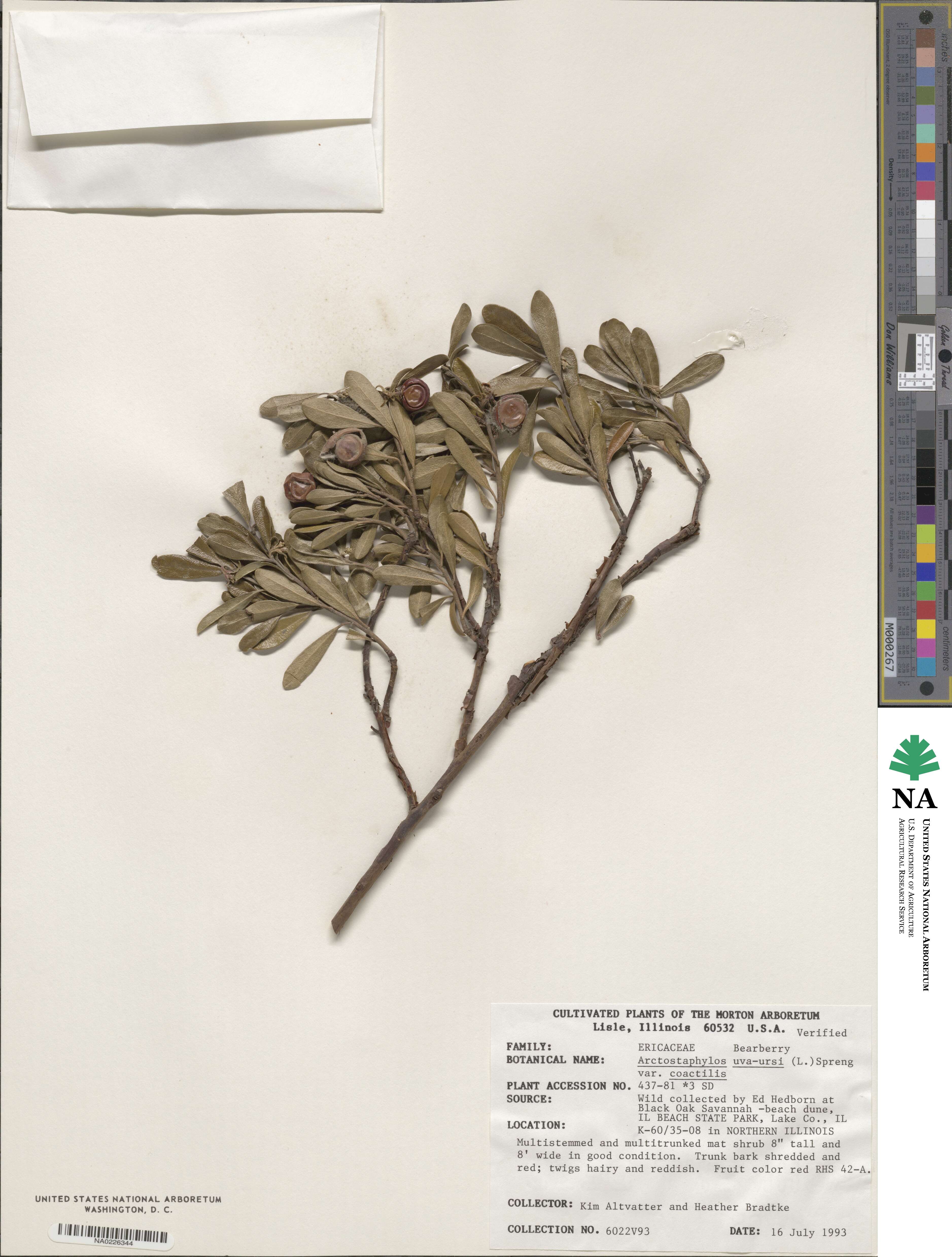 Arctostaphylos uva-ursi subsp. uva-ursi image