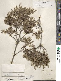 Comarostaphylis diversifolia image