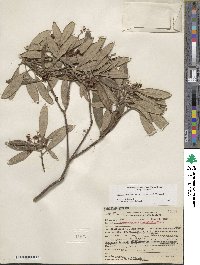 Comarostaphylis diversifolia image