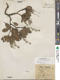 Comarostaphylis diversifolia var. planifolia image