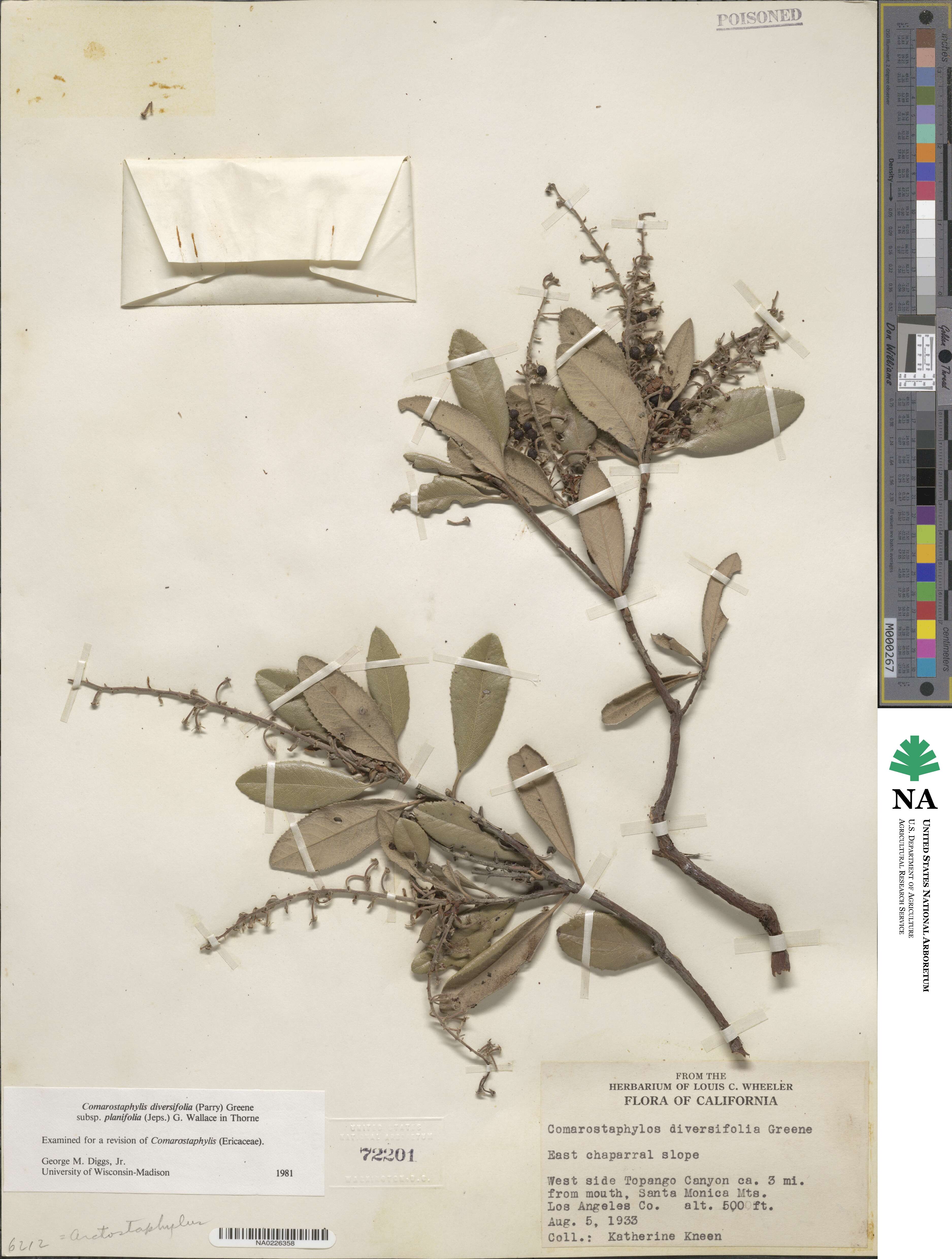 Comarostaphylis image